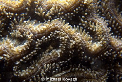 Symmetrical Brain Coral with extended polyps on the Big C... by Michael Kovach 